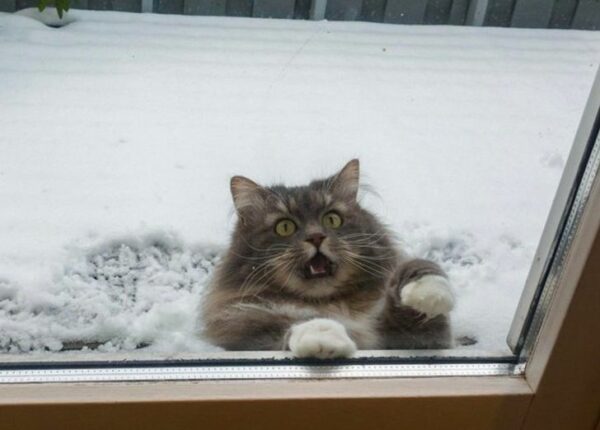 22 забавных фото котов, которые терпеть не могут снег