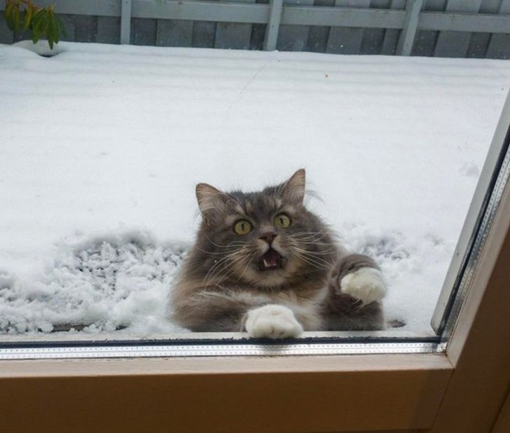 Bigpicture.ru фото котов, которые терпеть не могут снегfunny cat reaction to snow