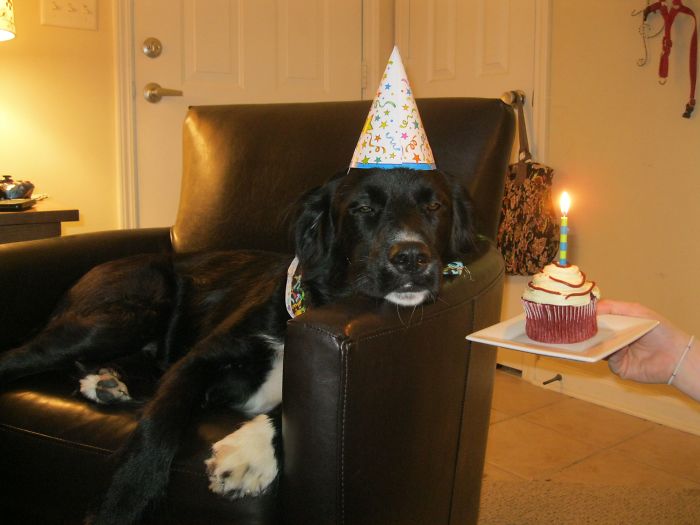 Bigpicture.ru фото собак в их день рождения funny dog birthday party