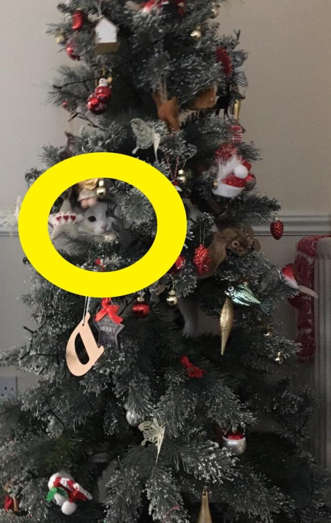Bigpicture ru 14 1 min spot the hidden cat in the christmas tree 648x1024