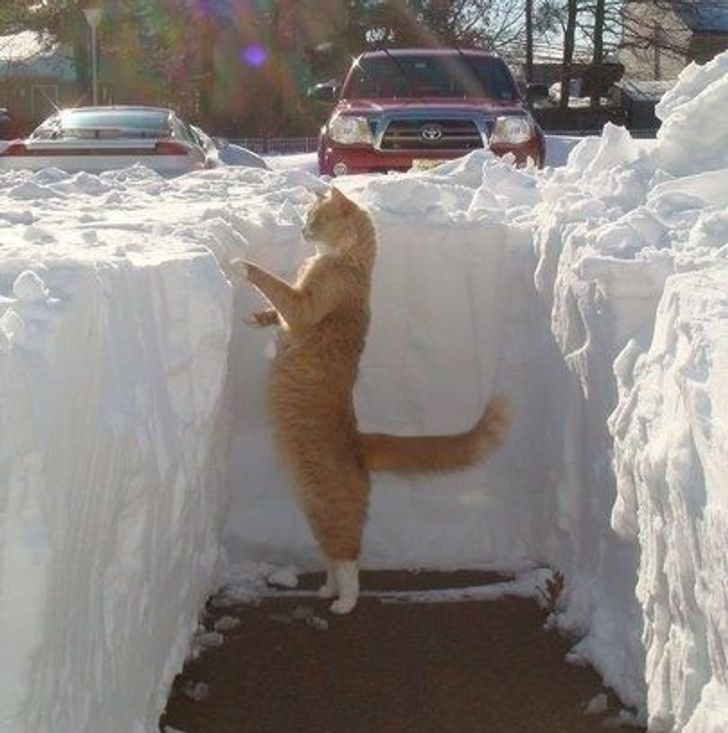 Bigpicture ru 15 funny cat reaction to snow