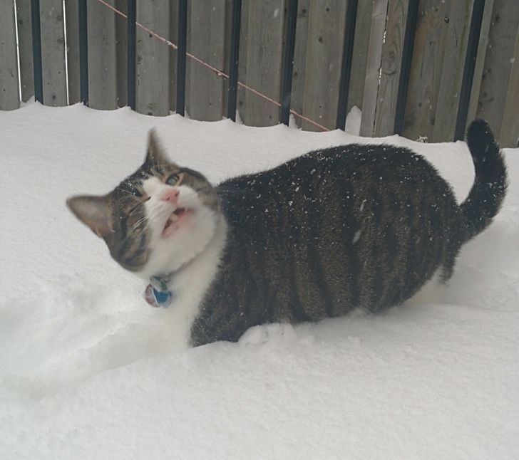 Bigpicture ru 16 funny cat reaction to snow