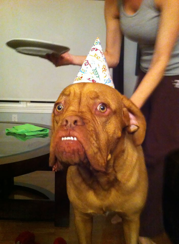 Bigpicture.ru фото собак в их день рождения funny dog birthday party