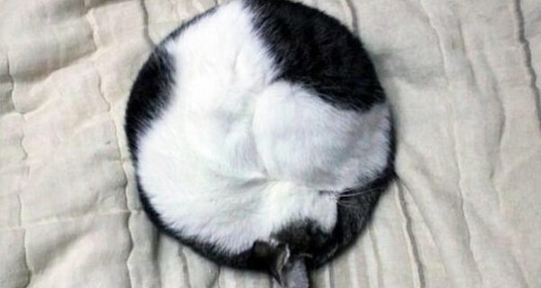 Перфекционистам с любовью: 22 фотографии, на которых все идеально