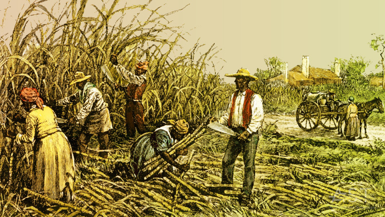 Bigpicture.ru Уборка сахарного тростника рабами