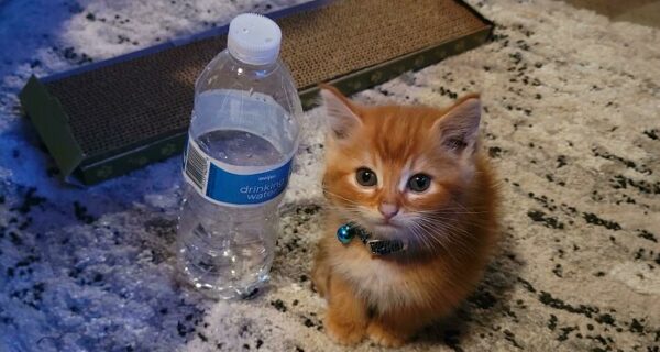 22 фото, в очередной раз доказывающие, что все познается в сравнении