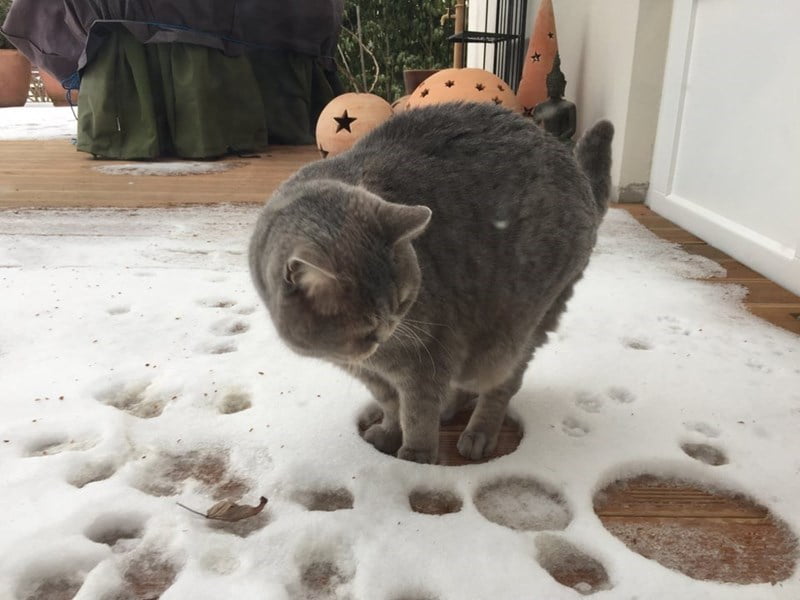 Bigpicture ru 8 funny cat reaction to snow