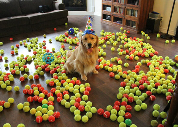 22 милых фото собак в их день рождения, которые вас позабавят