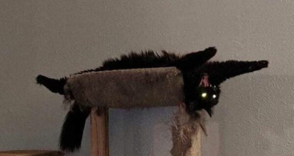 22 уморительных фото котов, которые ведут себя ну ооочень странно