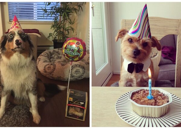 22 милых фото собак в их день рождения, которые вас позабавят