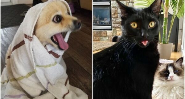 30 забавных фото с животными, которые гарантированно поднимут вам настроение