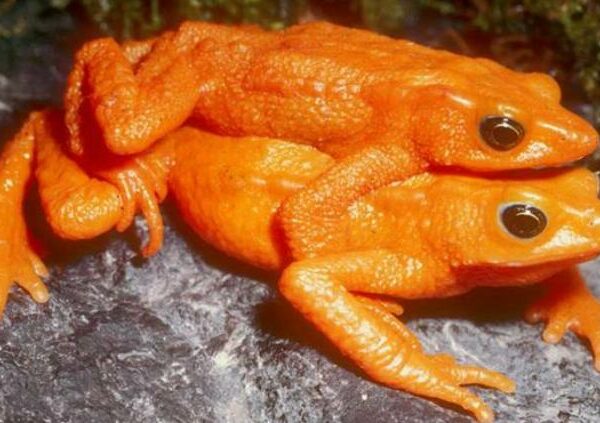 Зачем самцы жаб-арлекинов по полгода сидят на шее у своих избранниц