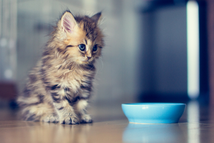 Kitten beside bowl