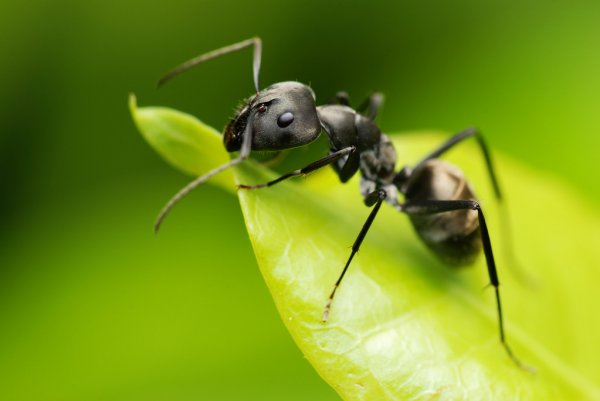 Bigpicture ru depositphotos 1498755 stock photo macro fo a black ants