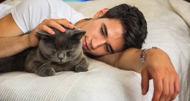 Bigpicture.ru Ученые объяснили способность кошек успокаивать человека