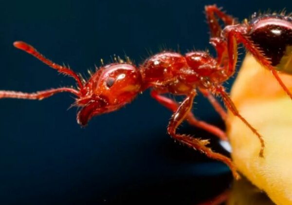 Сажание на муравейник — за что на Руси полагалась мучительная казнь