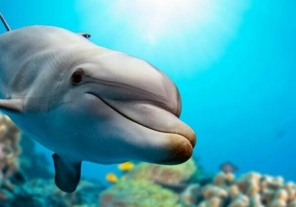 Оказалось, что дельфины занимаются самолечением с помощью кораллов