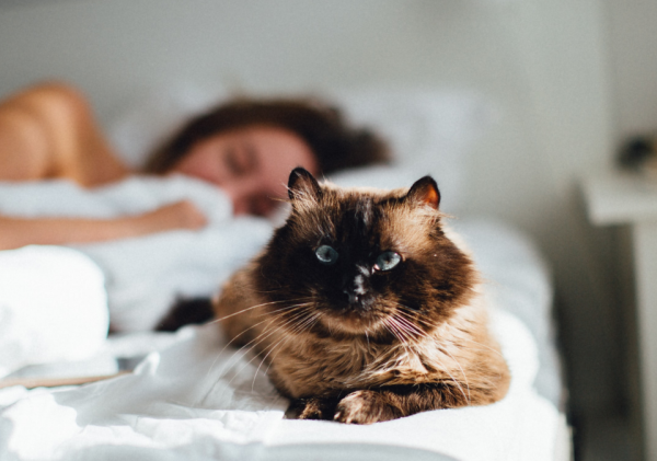 Почему коты любят спать с женщинами, а не с мужчинами