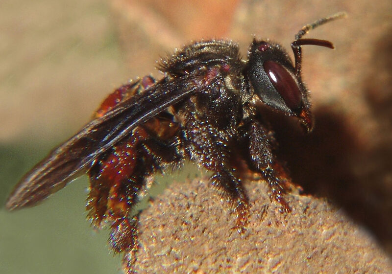 Умирают ли пчелы после того, как ужалят? Ученые раскрыли секрет