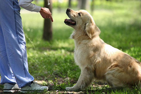 Ветеринары объяснили, почему собаки едят фекалии и траву 