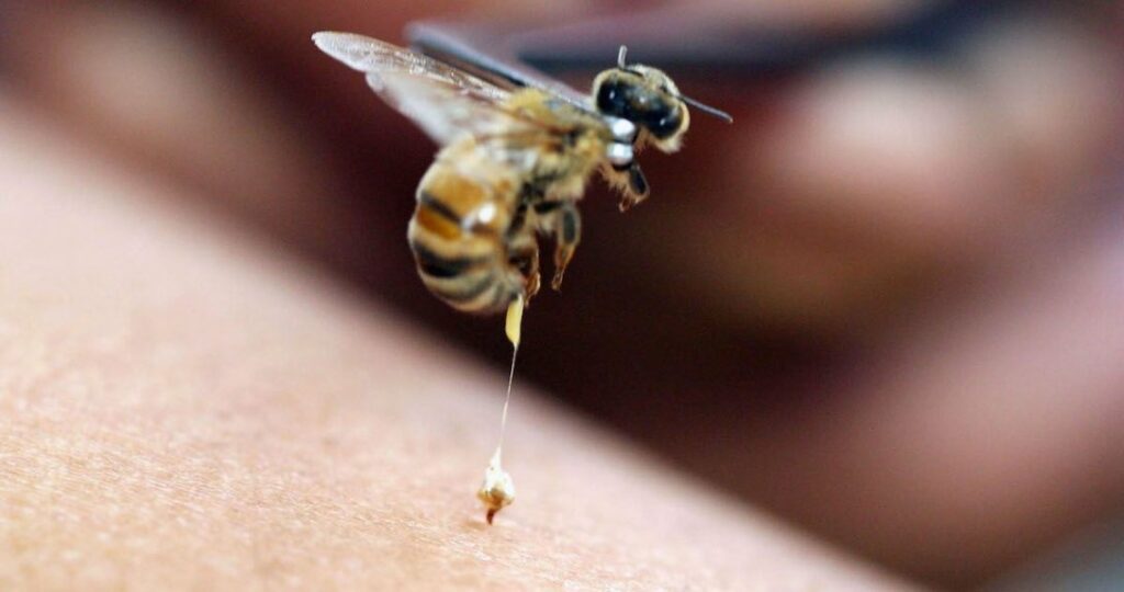 Умирают ли пчелы после того, как ужалят? Ученые раскрыли секрет