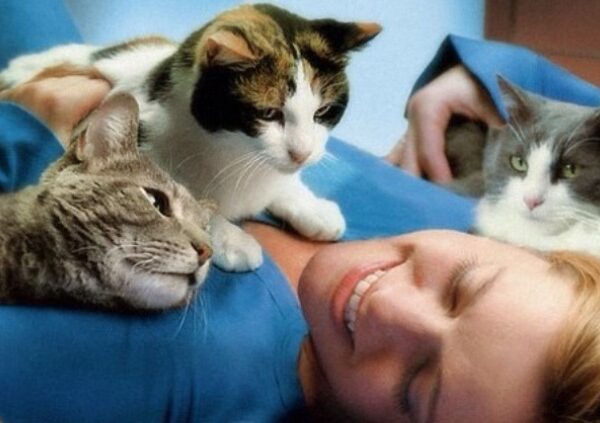 Ученые узнали, что коты запоминают клички друг друга, но равнодушны к своим хозяевам