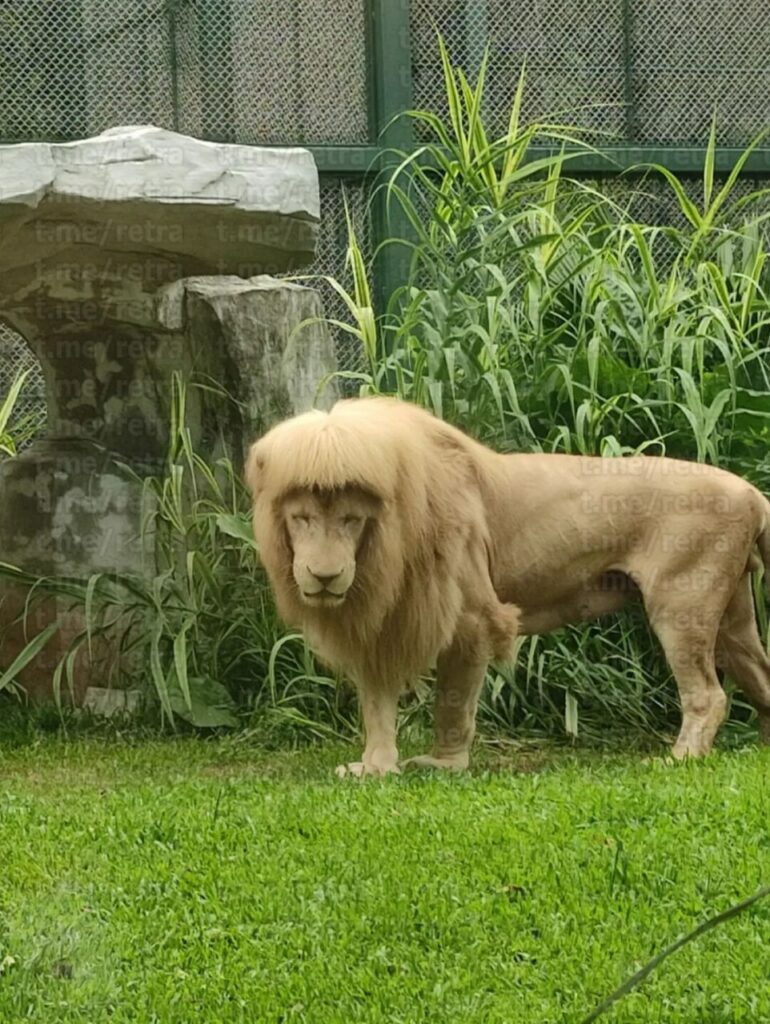 Лев из китайского зоопарка прославился благодаря своей челке » BigPicture.ru