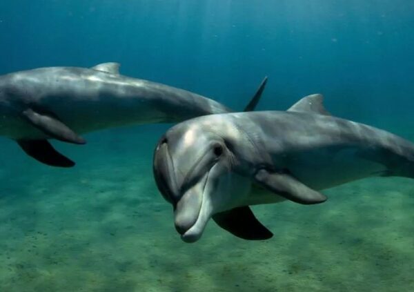 Ученые определили, что дельфины могут узнавать друг друга по вкусу
