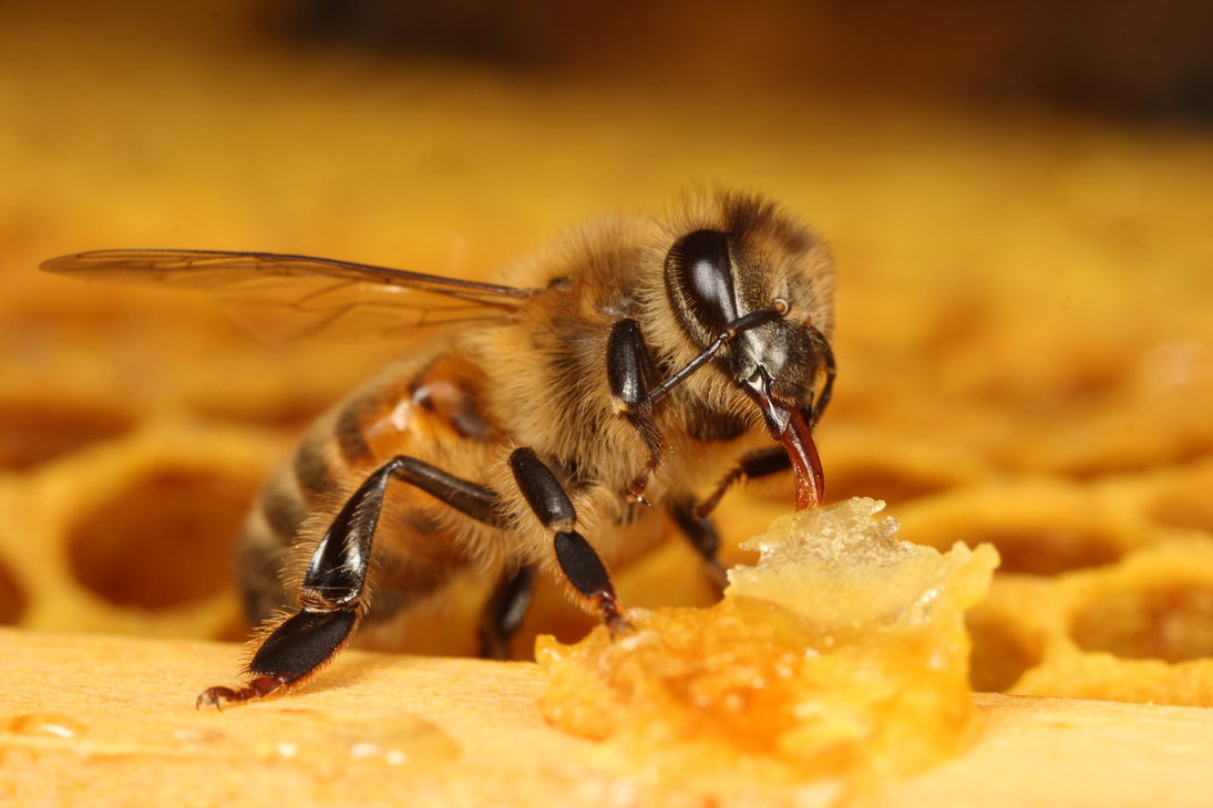 Умирают ли пчелы после того, как ужалят? Ученые раскрыли секрет 
