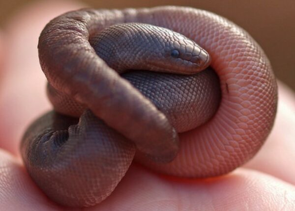 Резиновые змеи — удивительные рептилии, которыми лечат боязнь змей