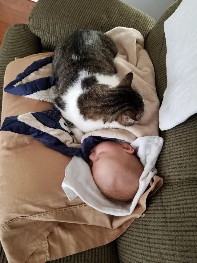 Кот спит на маленьком ребенке