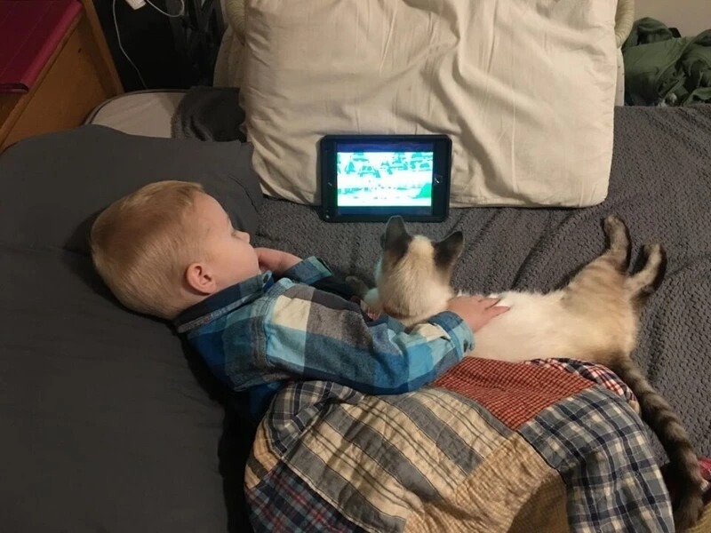 Маленький мальчик смотрит с кошкой мультики на планшете