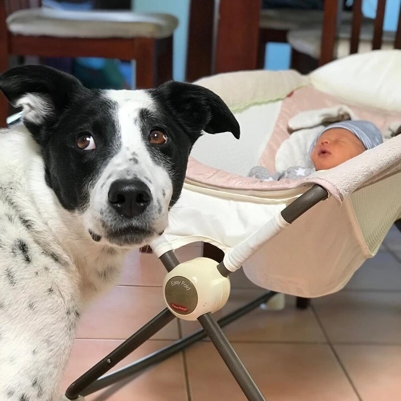 Собака недовольно смотрит возле люльки с младенцем