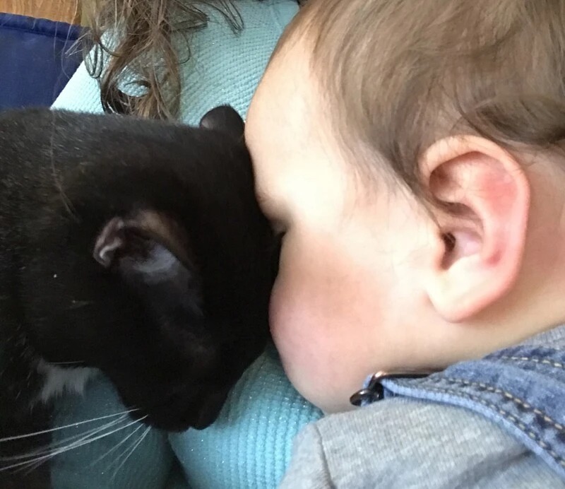 Кошка и маленький ребенок голова к голове