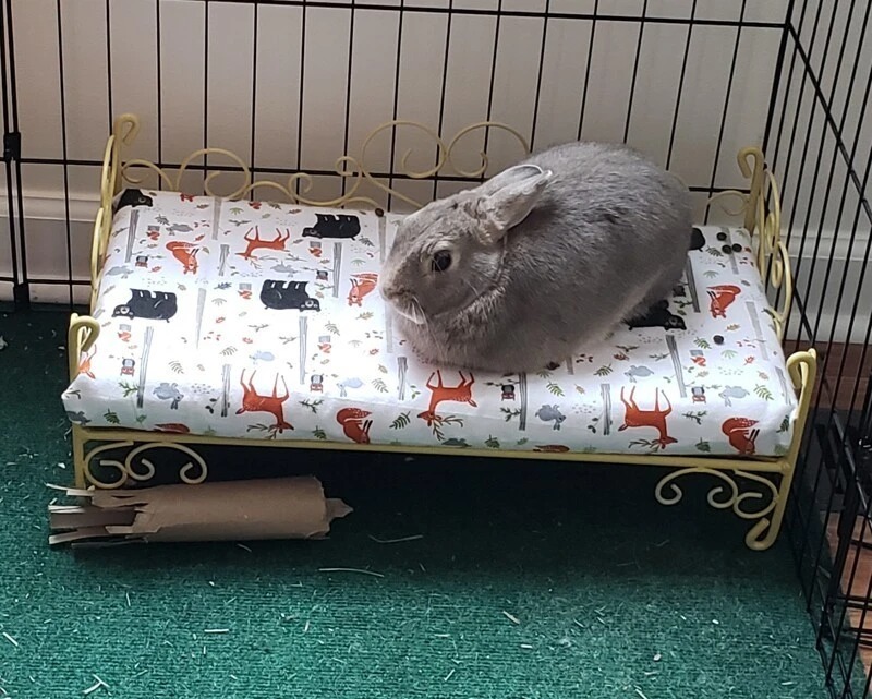 Серый кролик сидит на игрушечной кроватке