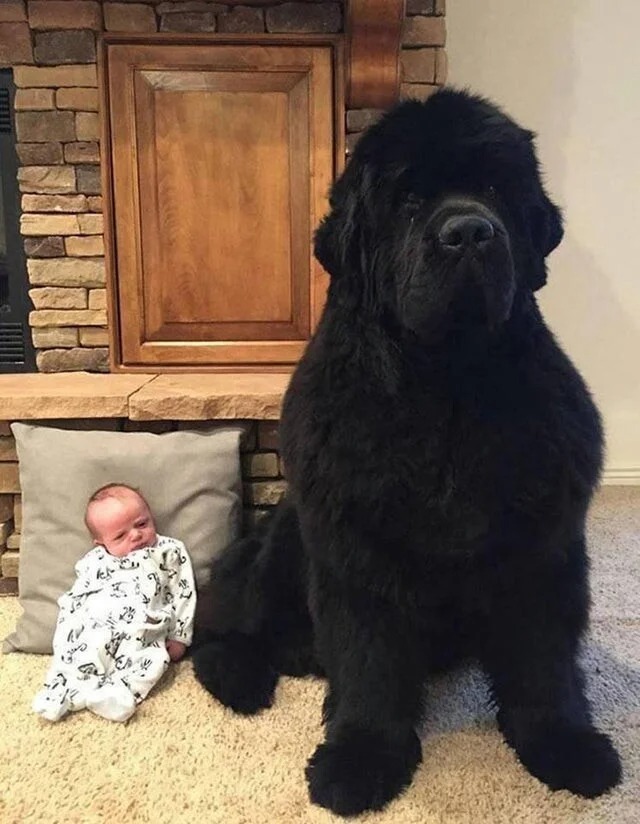 Крохотный младенец рядом с огромным черным псом