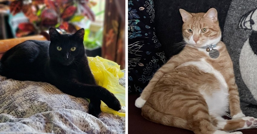 «Авантюрная киса ищет пару…» — профили котиков на сайтах знакомств