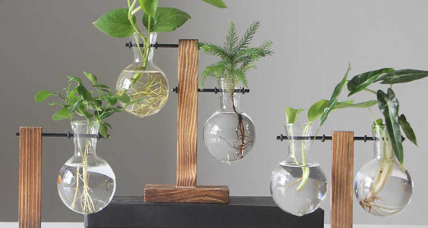 15 растений, которые можно выращивать в стакане воды