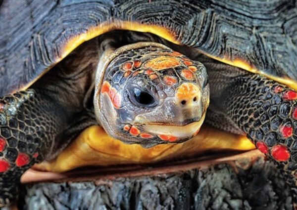 Пропавшую домашнюю черепаху нашли спустя 30 лет. Она все время была дома
