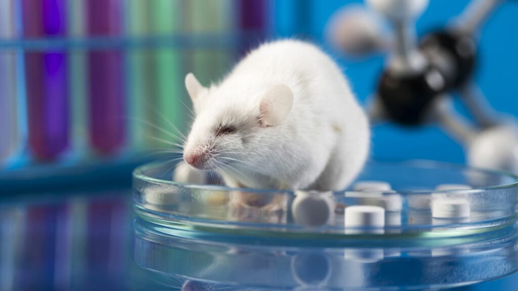 Эксперименты над лабораторными мышами