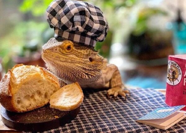 Ящерица-повар Chef Lenny the Lizard — звезда соцсетей и автор кулинарных книг