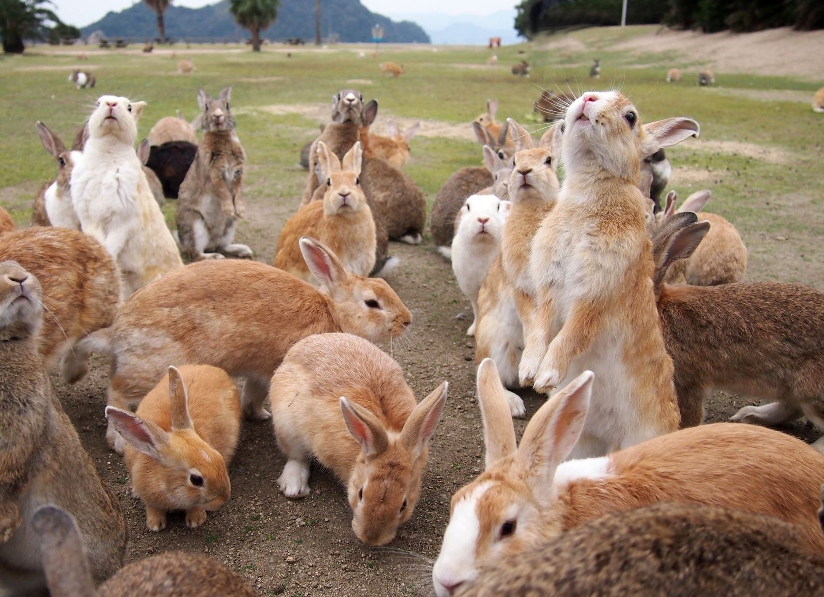 Кролики Топ-10 самых любвеобильных животных в мире