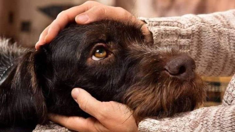 Ученые выяснили, что собаки могут плакать от счастья
