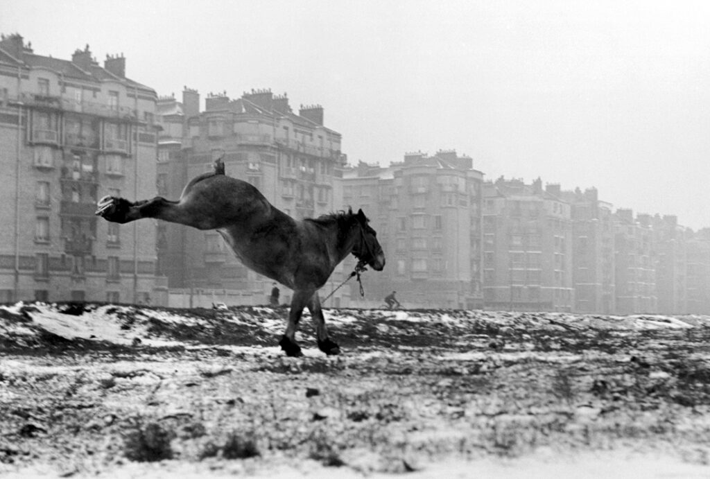 Bigpicture ru cheval porte de vanves paris 1952 web