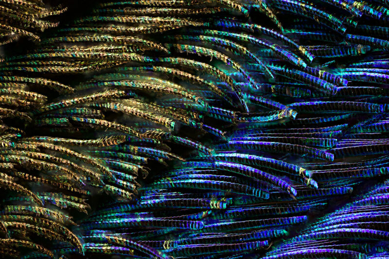 Bigpicture ru павлиньи перья под микроскопом 1 ©waldo nell