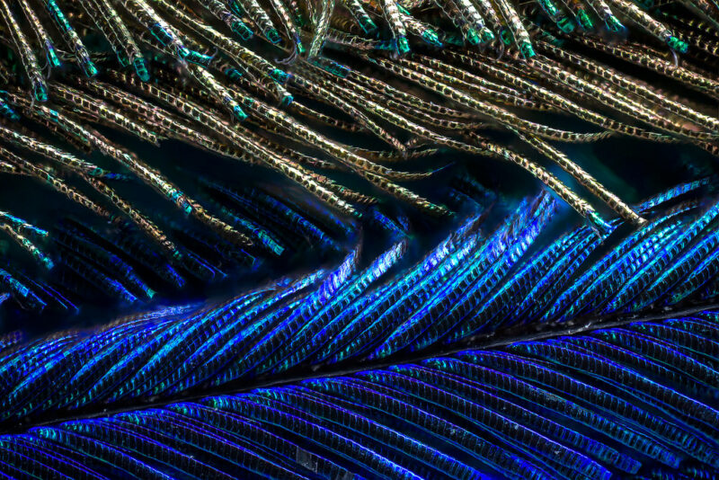 Bigpicture ru павлиньи перья под микроскопом 4 ©waldo nell