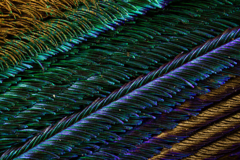 Bigpicture ru павлиньи перья под микроскопом 5 ©waldo nell