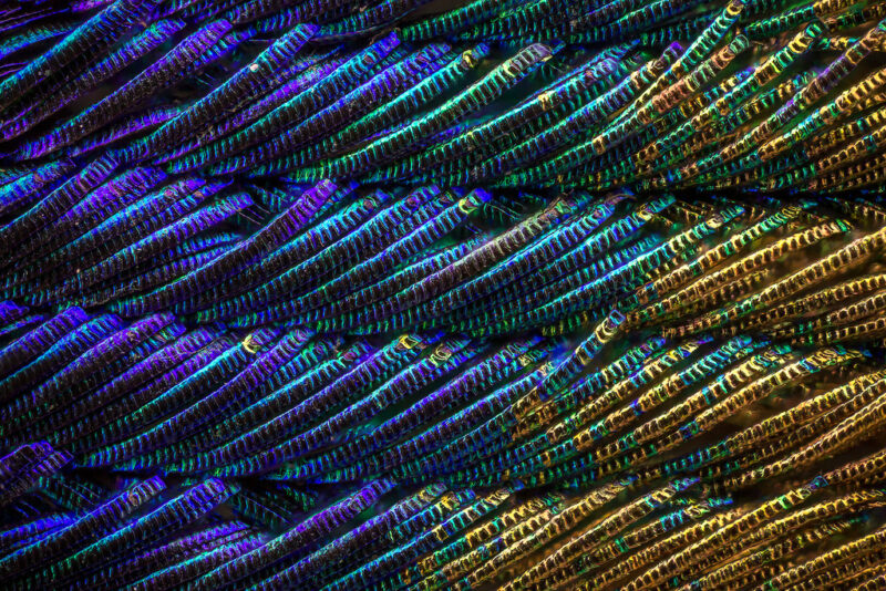 Bigpicture ru павлиньи перья под микроскопом 6 ©waldo nell