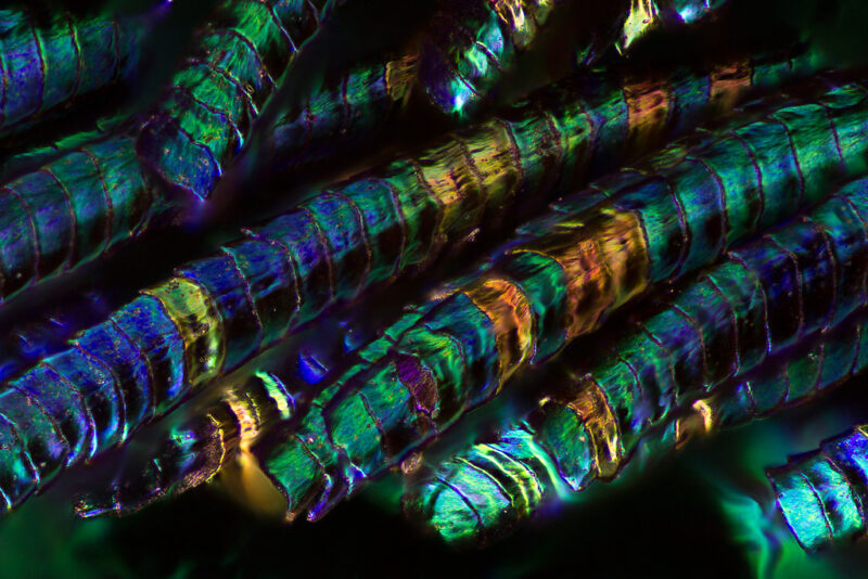 Bigpicture ru павлиньи перья под микроскопом 8 ©waldo nell