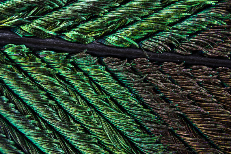 Bigpicture ru павлиньи перья под микроскопом ©waldo nell